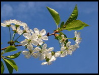 Kwiaty wiśni w dobczyckim sadzie (4.V.2003)